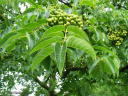 PANCRELEM (Панкрелем) Хао Ганг