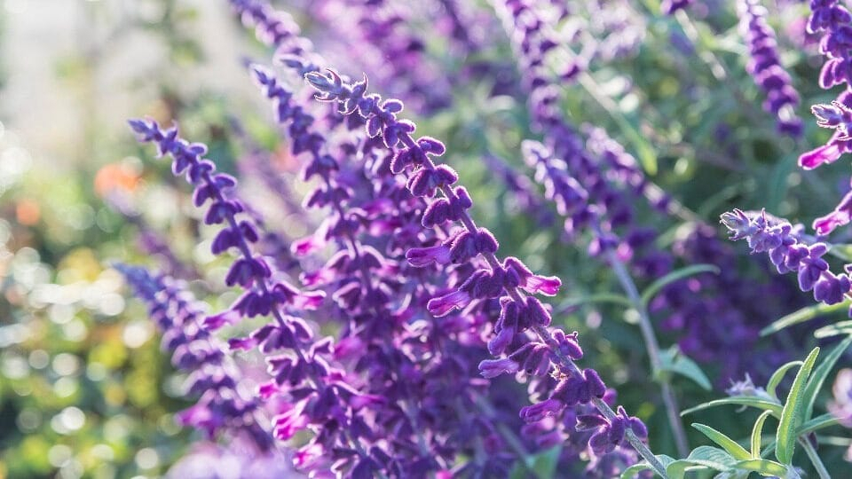 Vitalet Віталет Хао Ганг
